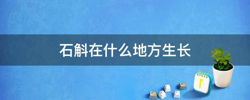 石斛在什么地方生长（石斛在哪生长）