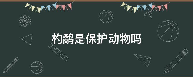 杓鹬是保护动物吗 杓鹬是几级保护动物