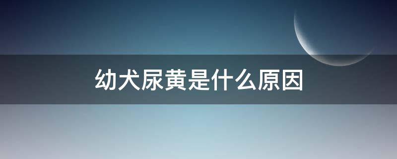 幼犬尿黄是什么原因 幼犬尿黄是什么原因引起的 喝羊奶粉就不黄