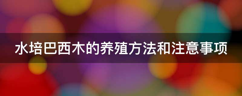 水培巴西木的养殖方法和注意事项（水培巴西木的养殖方法和注意事项有哪些）