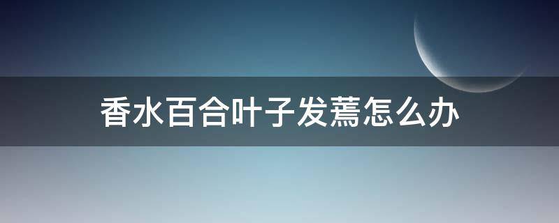 香水百合叶子发蔫怎么办 香水百合叶子干了怎么办