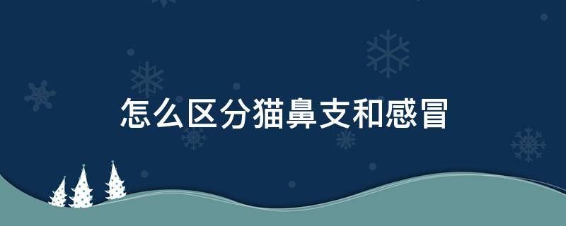 怎么区分猫鼻支和感冒（怎么区分猫鼻支和感冒花费）