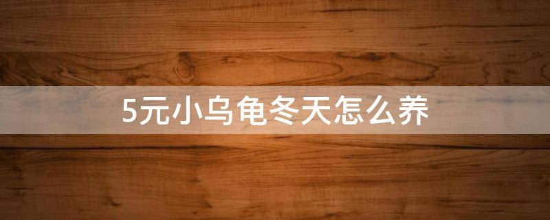 5元小乌龟冬天怎么养（5元的小乌龟怎么过冬）