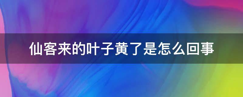 仙客来的叶子黄了是怎么回事 仙客来的叶子发黄了是怎么回事儿?