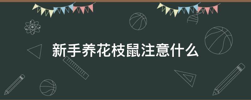 新手养花枝鼠注意什么 养花枝鼠需要准备什么