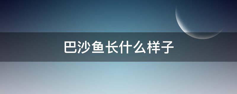 巴沙鱼长什么样子（巴沙鱼长什么样子在哪在哪里生活）