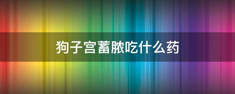 狗子宫蓄脓吃什么药 狗子宫蓄脓吃什么药排脓