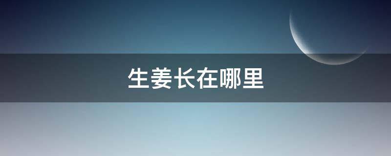 生姜长在哪里（生姜长在哪里简笔画）