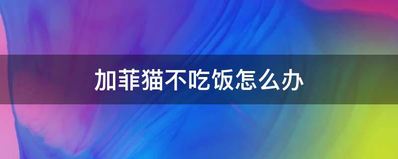 加菲猫不吃饭怎么办 加菲猫不吃不喝