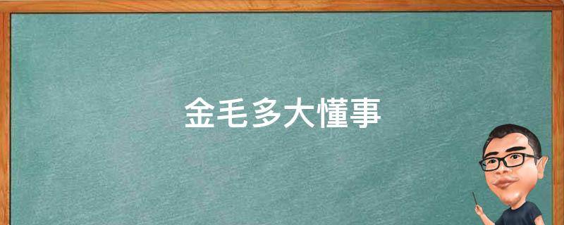 金毛多大懂事（金毛什么时候能懂事儿）