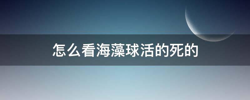 怎么看海藻球活的死的（海藻球死了是什么样子的）