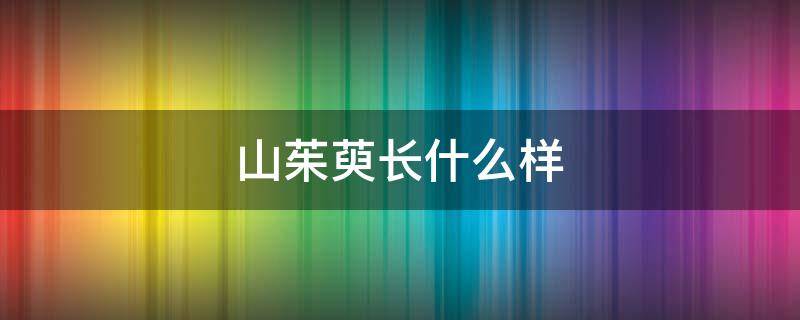 山茱萸长什么样 山茱萸长什么样子