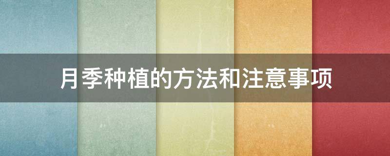 月季种植的方法和注意事项 月季的养殖方法和注意事项 地栽