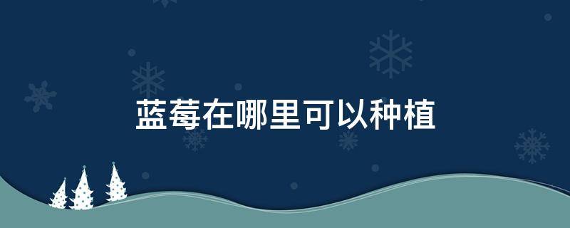 蓝莓在哪里可以种植 蓝莓可以种植吗
