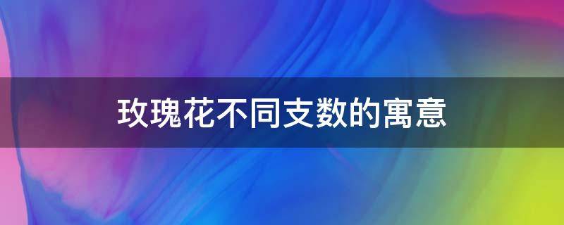 玫瑰花不同支数的寓意（玫瑰花束支数寓意）