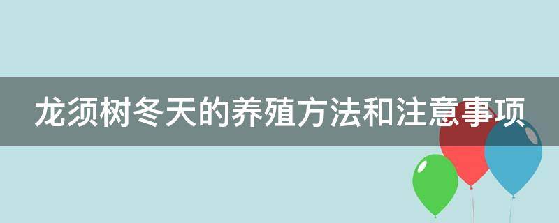 龙须树冬天的养殖方法和注意事项（龙须树冬天怎么养）