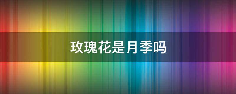 玫瑰花是月季吗 市场上的玫瑰花是月季吗
