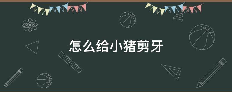 怎么给小猪剪牙（给小猪剪牙的剪子）