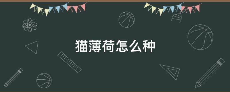 猫薄荷怎么种（猫薄荷怎么种在纸巾上）
