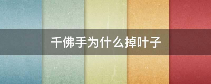 千佛手为什么掉叶子 千佛手为什么总掉叶子