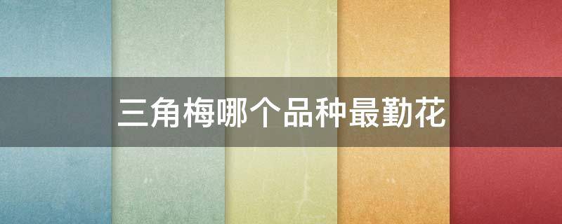 三角梅哪个品种最勤花（三角梅哪个品种最勤花长的又快）