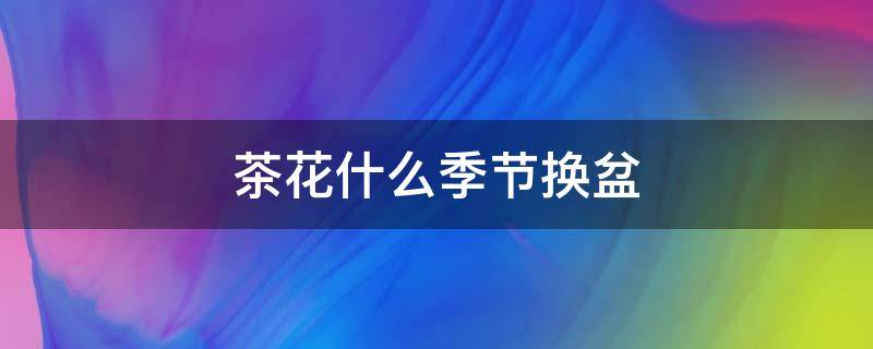 茶花什么季节换盆（盆栽茶花换盆时间）