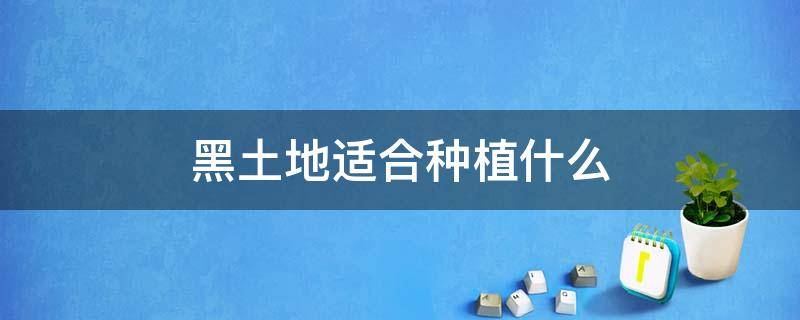 黑土地适合种植什么（黑土地适合种植什么水果）