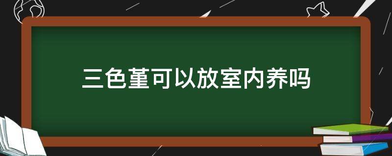 三色堇可以放室内养吗（三色堇可以盆栽吗）