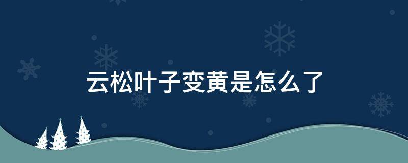 云松叶子变黄是怎么了（云松黄叶子什么原因）