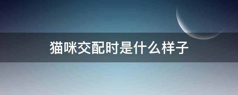 猫咪交配时是什么样子（猫咪交配时是什么样子的图片）