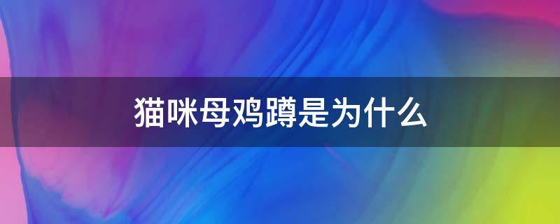 猫咪母鸡蹲是为什么（猫咪为啥母鸡蹲）