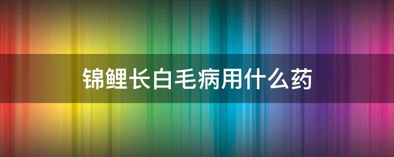 锦鲤长白毛病用什么药 锦鲤白毛白点病用什么药