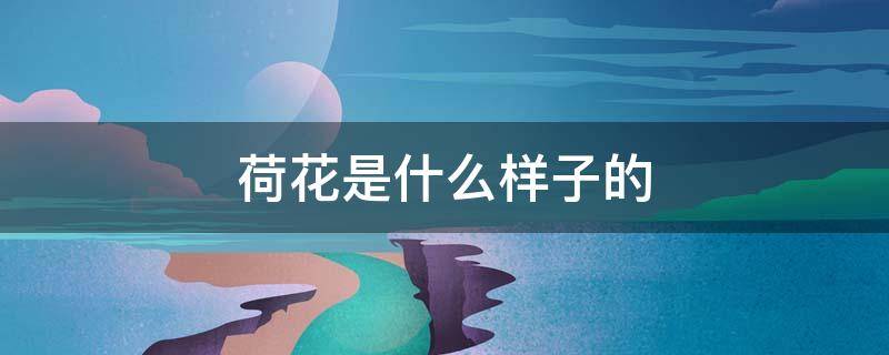 荷花是什么样子的 荷花是什么样子的(一句话概括