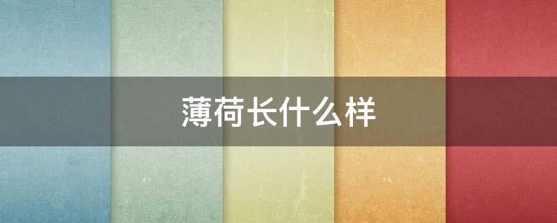 薄荷长什么样（不可食用的薄荷长什么样）