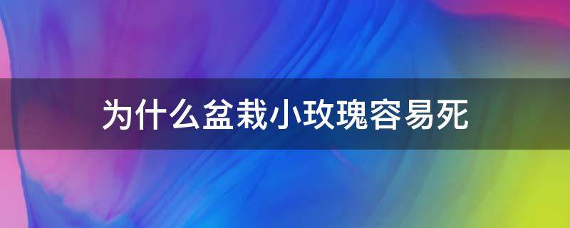 为什么盆栽小玫瑰容易死（玫瑰花盆很多水容易种死吗）