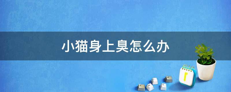 小猫身上臭怎么办 小猫咪身上臭