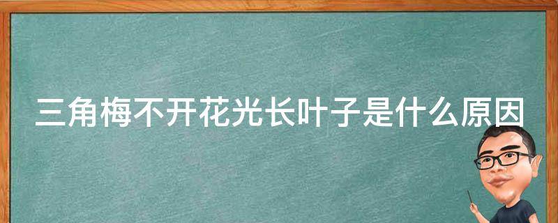 三角梅不开花光长叶子是什么原因 三角梅不开花光长叶子是什么原因呢