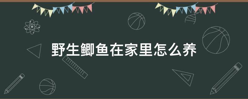 野生鲫鱼在家里怎么养（野生鲫鱼在家里怎么养能长大）