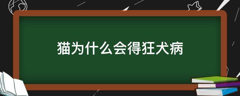 猫为什么会得狂犬病 猫为什么也会得狂犬病