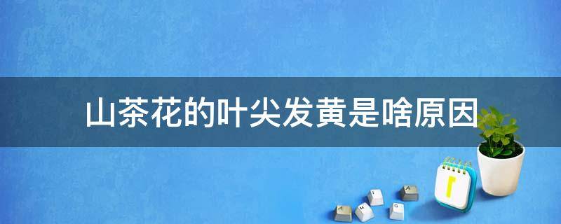 山茶花的叶尖发黄是啥原因 山茶花叶尖发黄是怎么回事