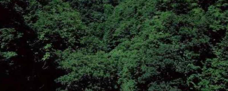 葱葱茏茏是什么意思是什么（葱葱茏茏茏是什么意思）