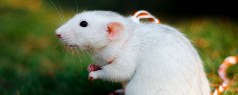 不知庭霞今朝落是什么生肖 不知庭霰今朝落是什么生肖