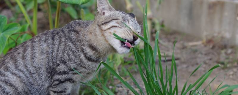 猫咪吃狗尾巴草有害吗（猫咪会吃狗尾巴草吗）