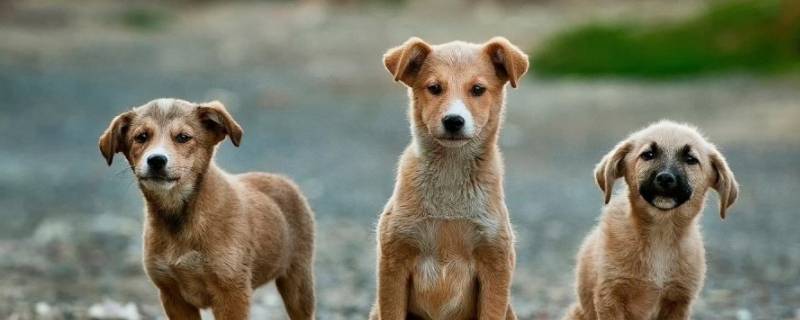 狗颜面瘘不治会怎么样（犬颜面瘘用什么药）