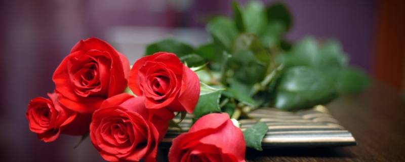 女人送玫瑰花一天 女人送玫瑰花一天送几朵