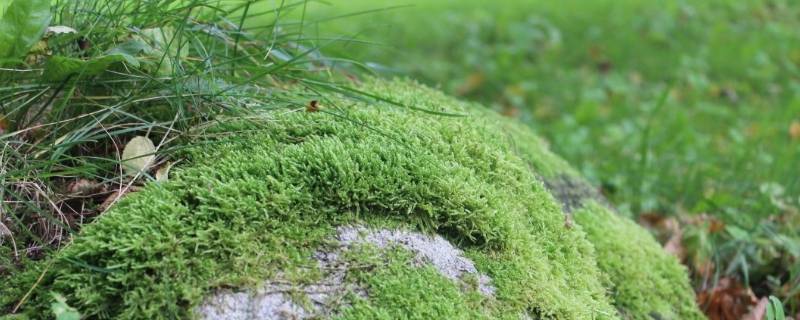 苔藓过冬春天能活吗（苔藓冬天怎样过冬）