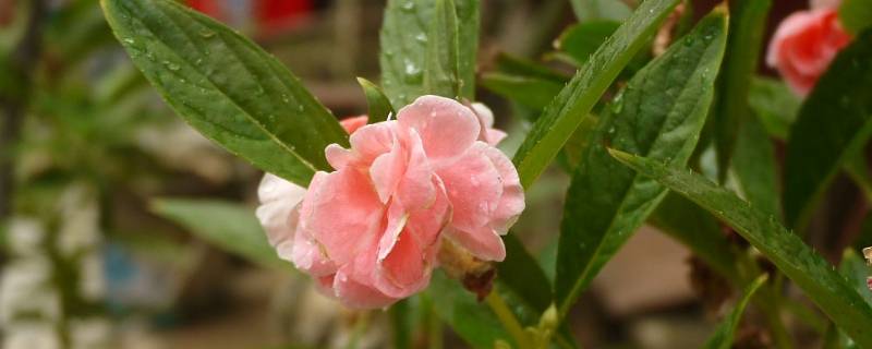 凤仙花怎么染指甲更红（凤仙花哪种颜色染指甲会比较红）