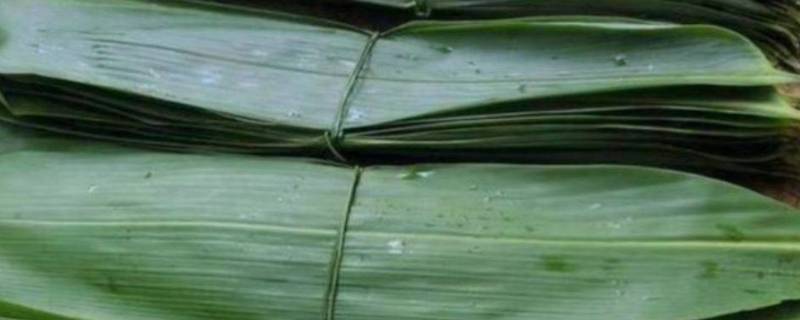 新鲜芦苇叶怎么处理才能包粽子 新鲜的芦苇叶怎么处理包粽子