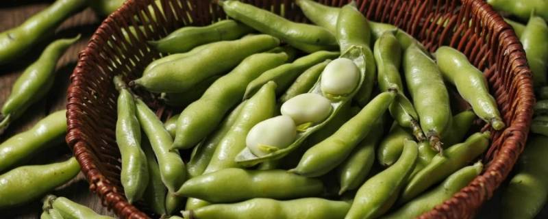 蚕豆怎样保鲜冷冻（蚕豆的冷藏方法）