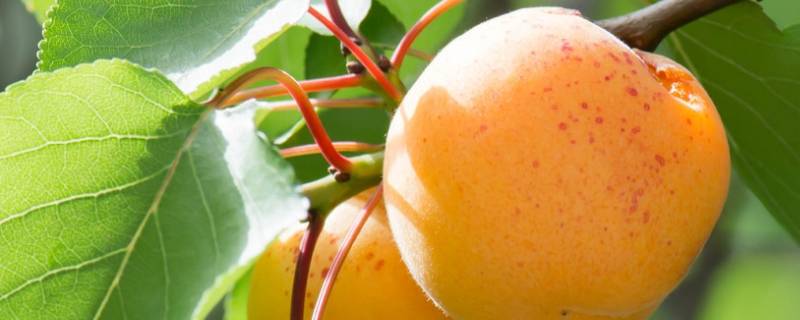 杏子冷藏可以保存多久 杏子能冷藏多久